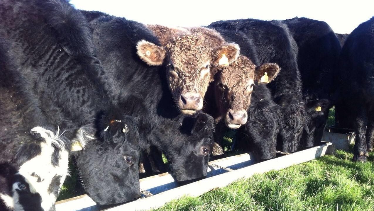 Photo of Others in Wedmore