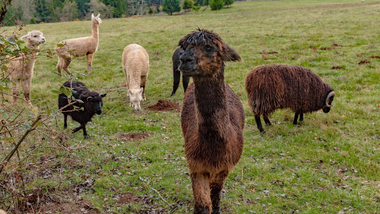 Photo of Outdoor in Washougal