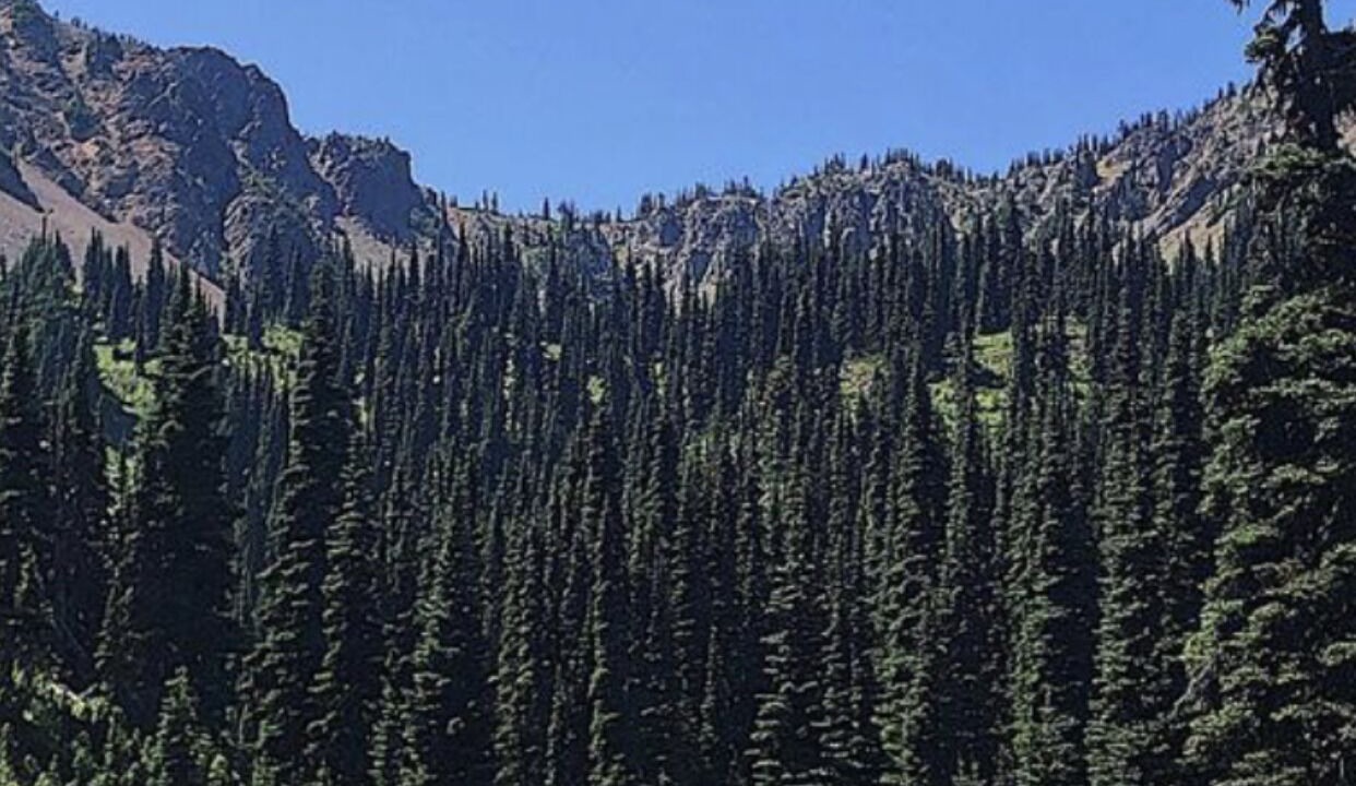 Photo of Outdoor in Bonney Lake