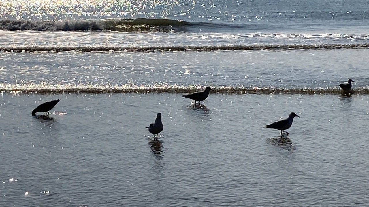 Photo of Others in La Baule-Escoublac