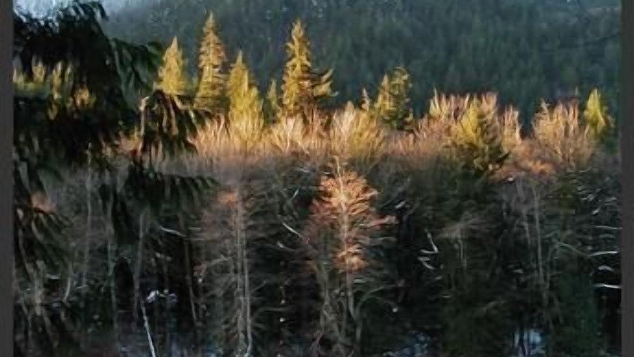 Photo of Others in Baring