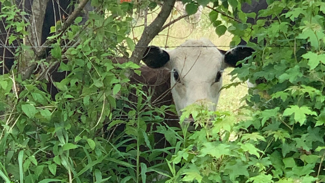 Photo of Outdoor in Brookhaven