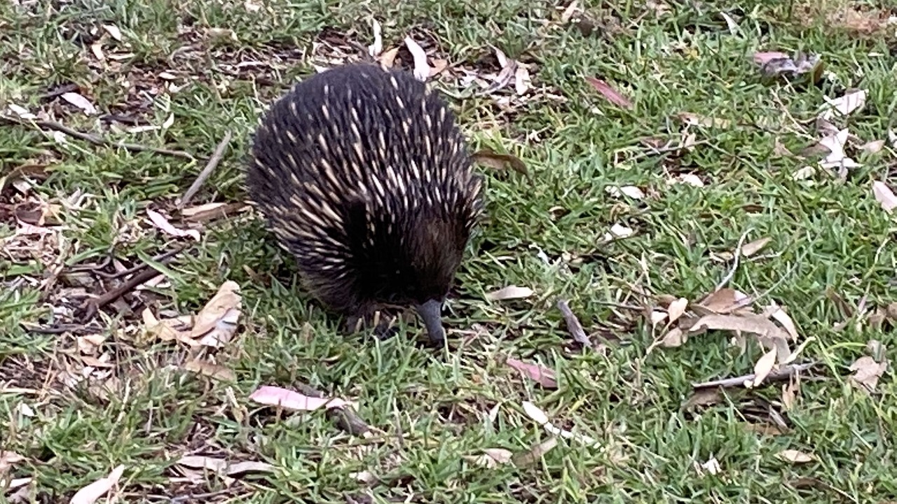 Photo of Outdoor in Raymond Island