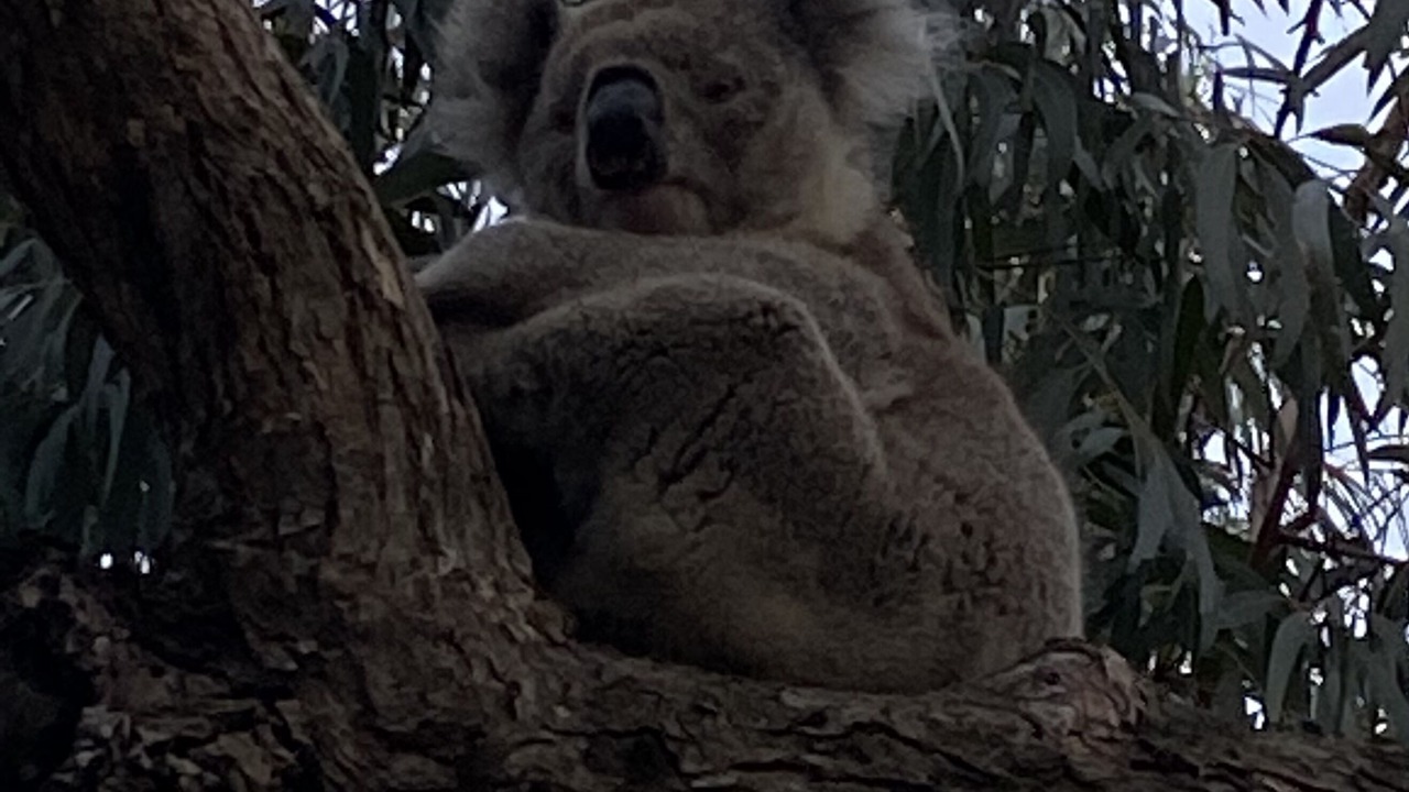 Photo of Others in Raymond Island