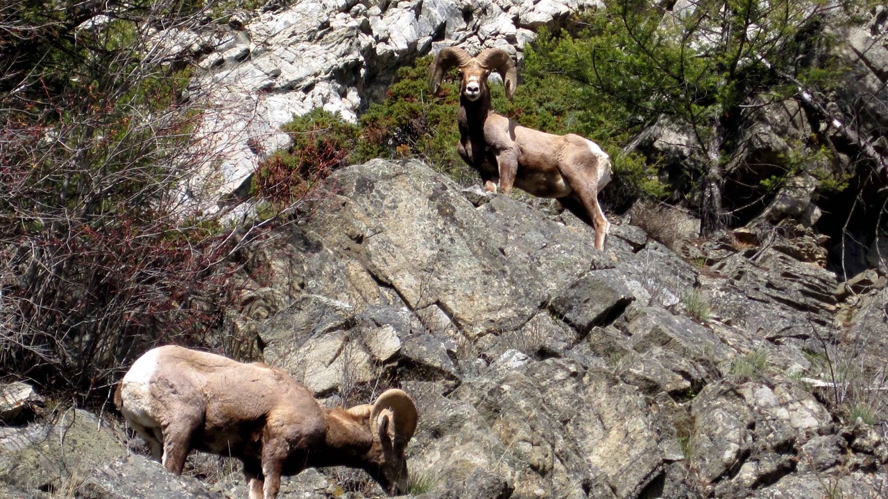 Photo of Others in Gallatin Gateway