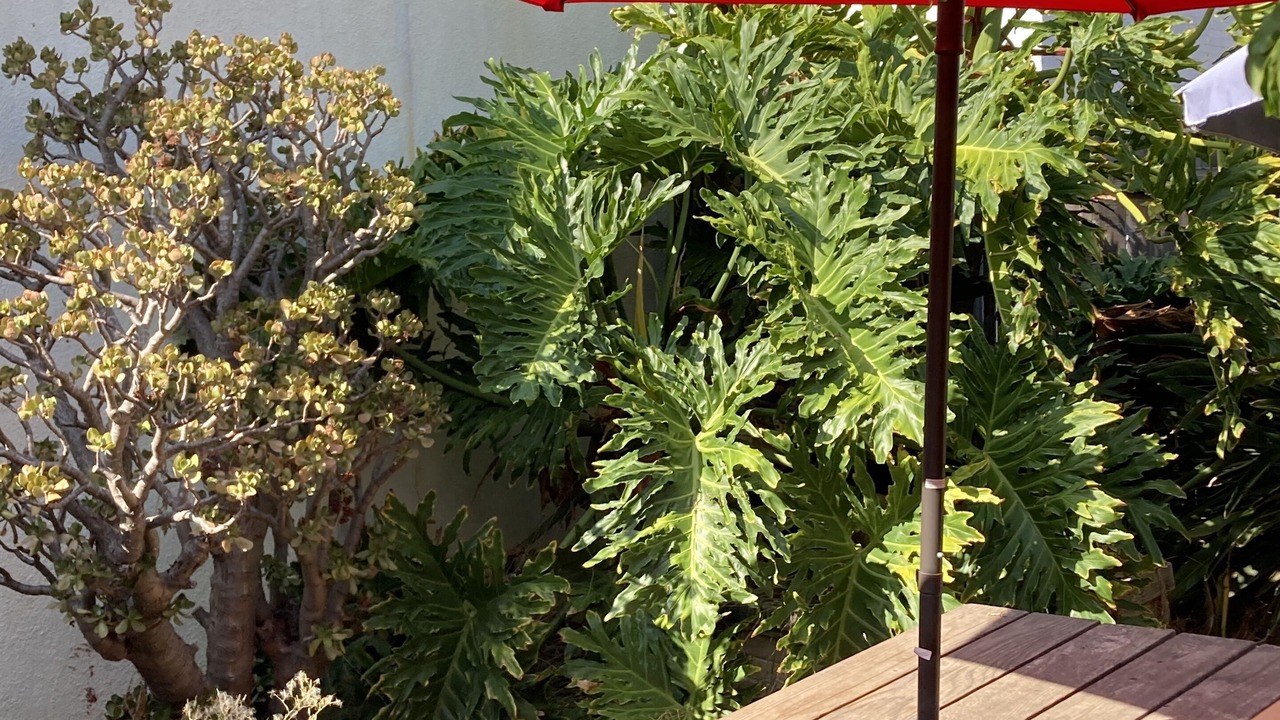 Photo of Outdoor in South Oceanside