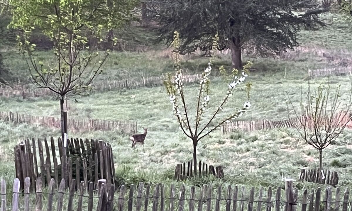 Photo of Outdoor in Vieux-Bourg