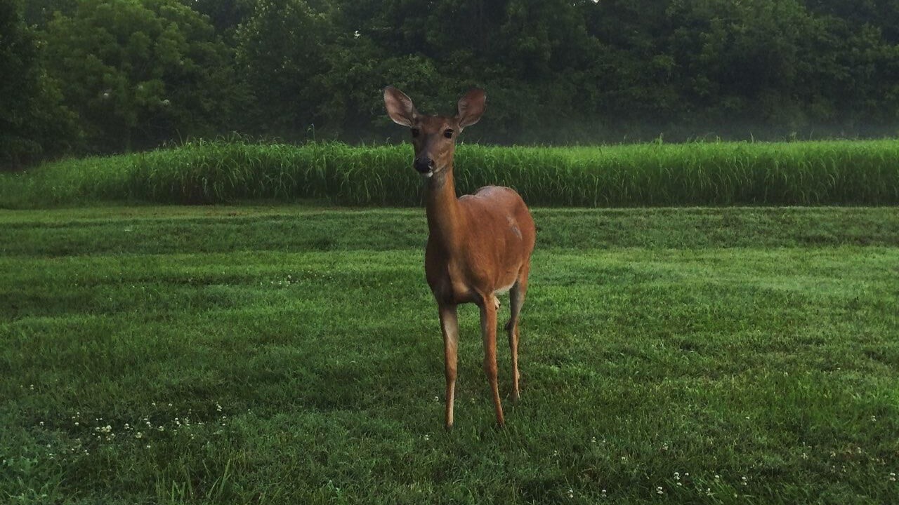 Photo of Others in Nixa