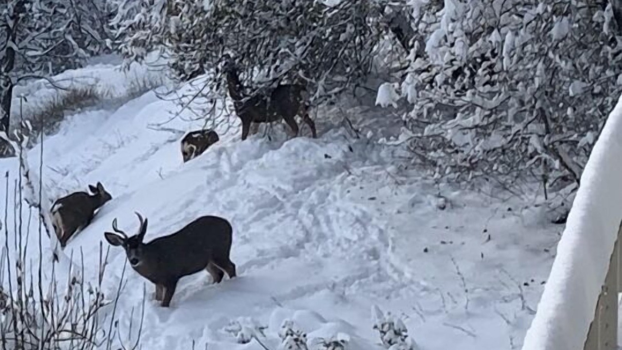 Photo of Others in Downtown Leavenworth