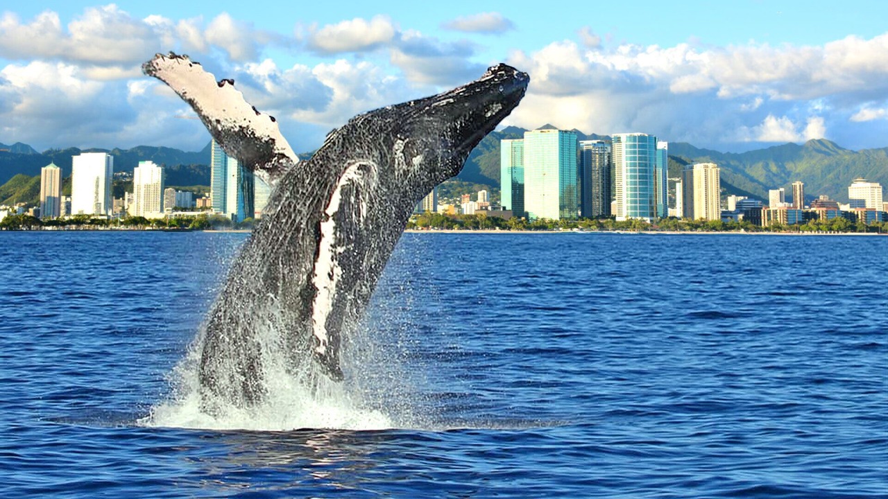 Photo of Others in Diamond Head - Kapahulu - St. Louis