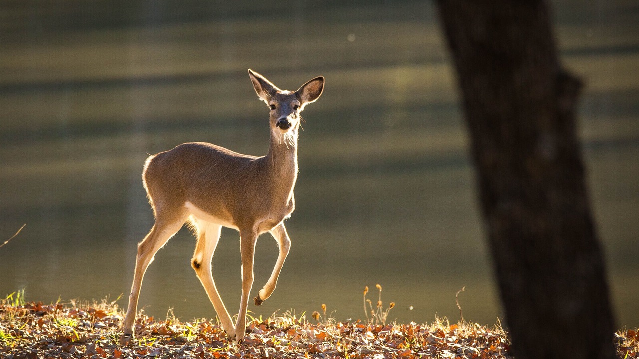 Photo of Outdoor in Royse City