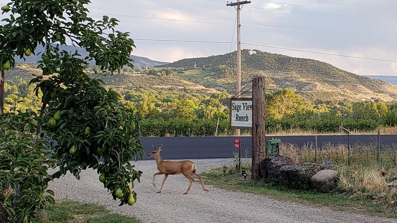 Photo of Outdoor in Paonia