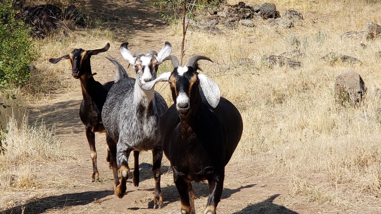 Photo of Others in Paonia