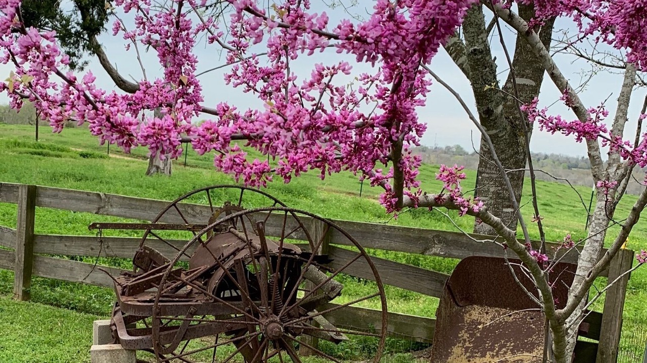 Photo of Outdoor in Chappell Hill