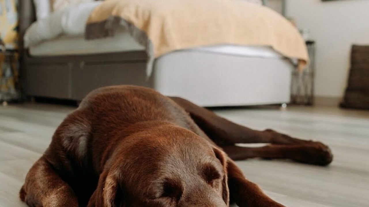 Photo of Bedroom in Sittingbourne