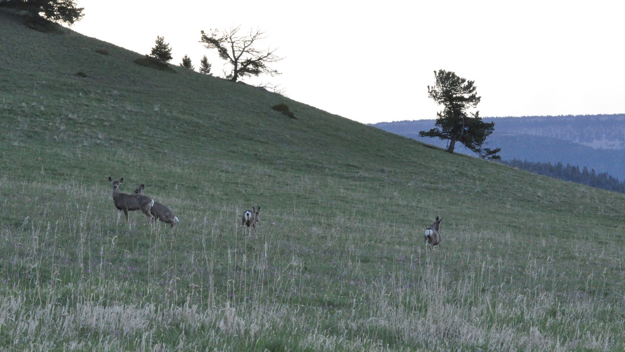 Photo of Others in Judith Basin County