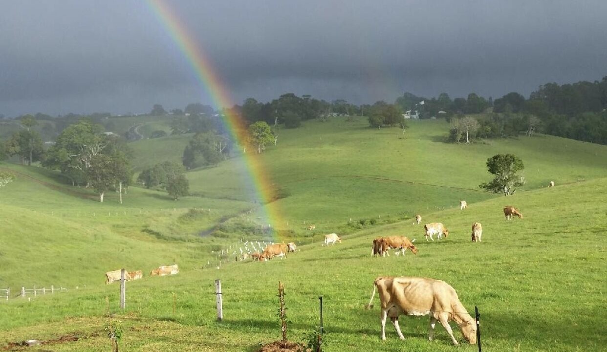 Photo of Others in Maleny