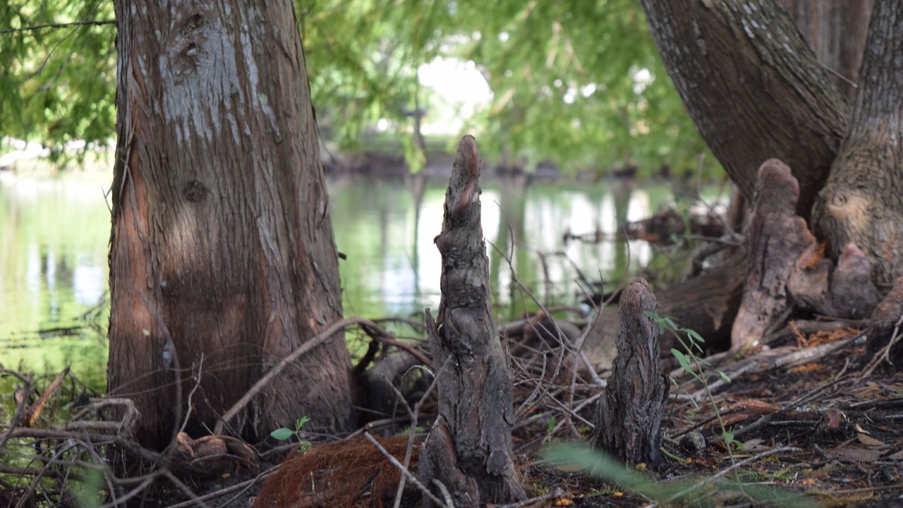 Photo of Others in Clear Lake Shores
