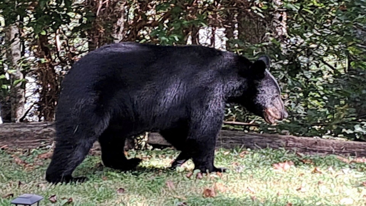 Photo of Others in Gatlinburg