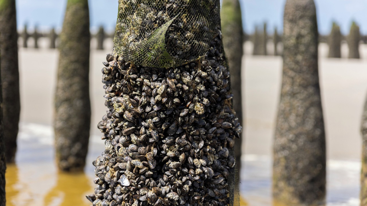 Photo of Others in Berck-sur-Mer