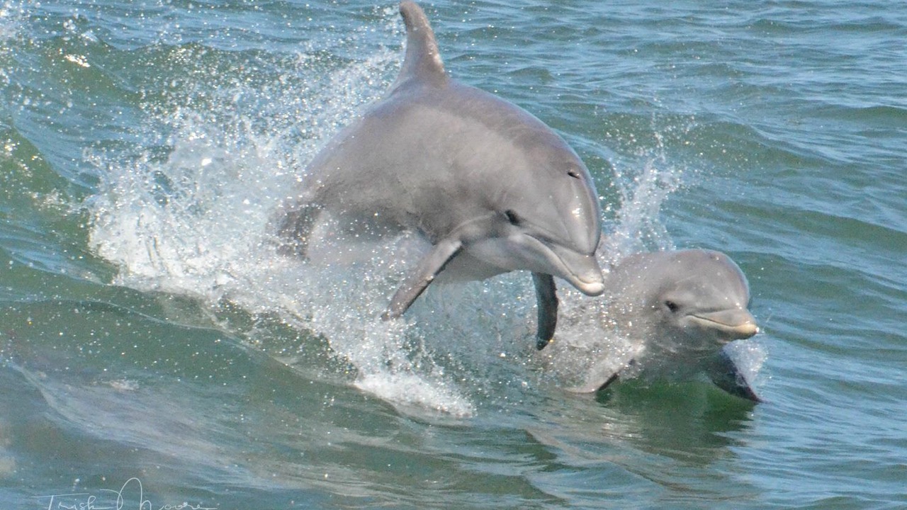 Photo of Others in Wildwood Crest