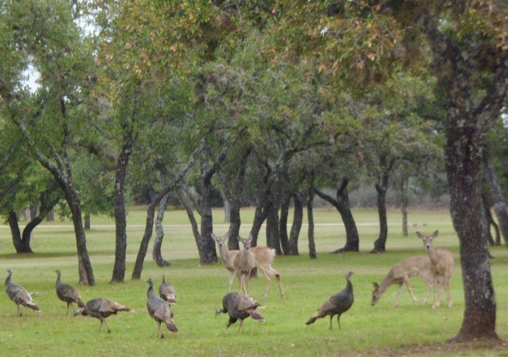 Photo of Others in Bandera
