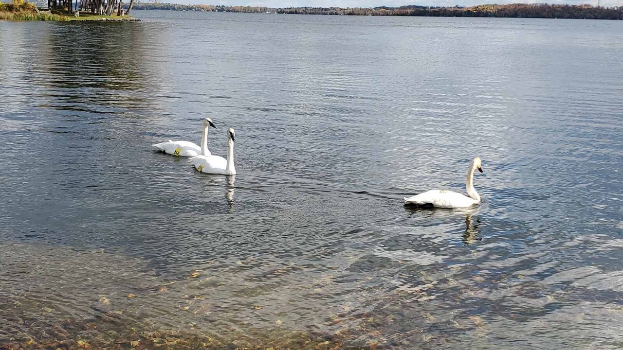 Photo of Others in Fenelon Falls