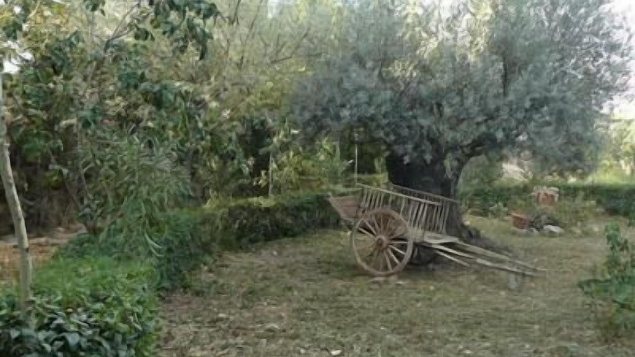 Photo of Others in Ainzon