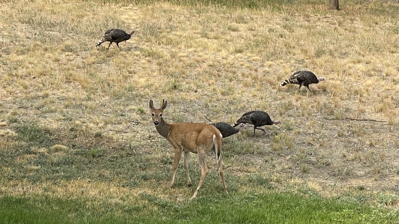 Photo of Others in Mica