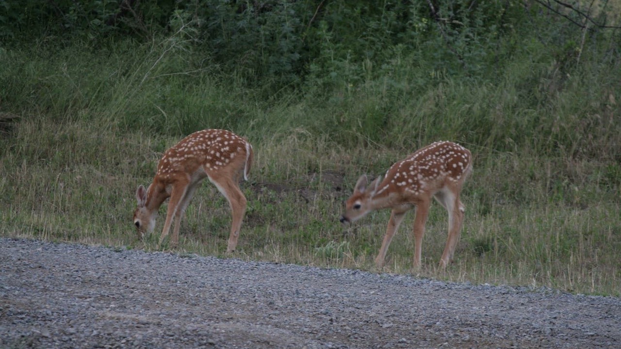Photo of Others in Mica
