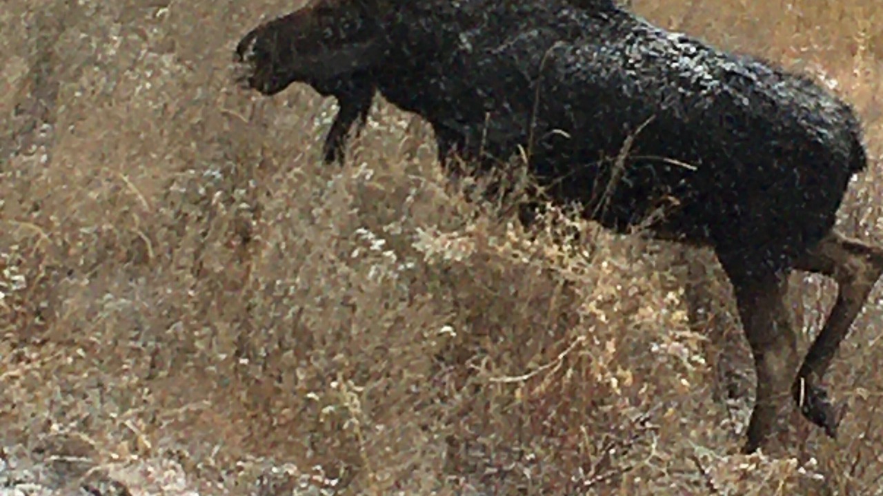 Photo of Others in Mica