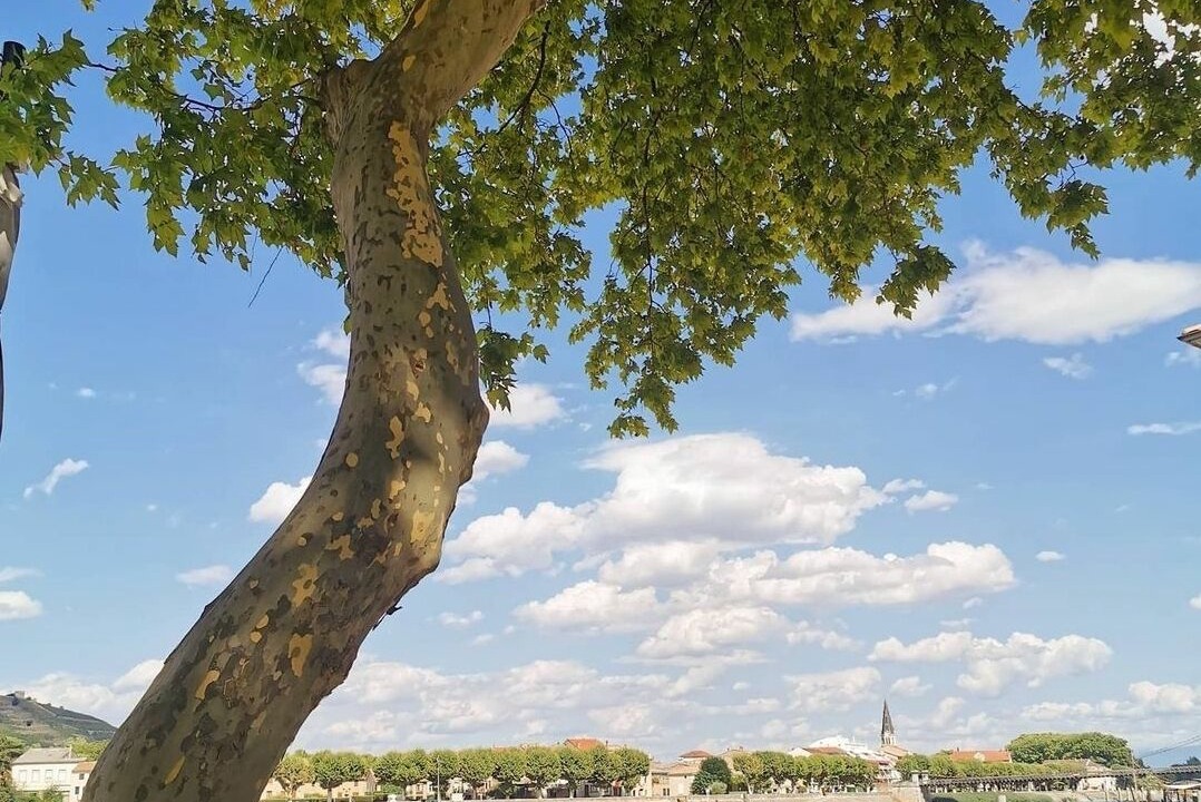 Photo of Others in Tournon-sur-Rhone