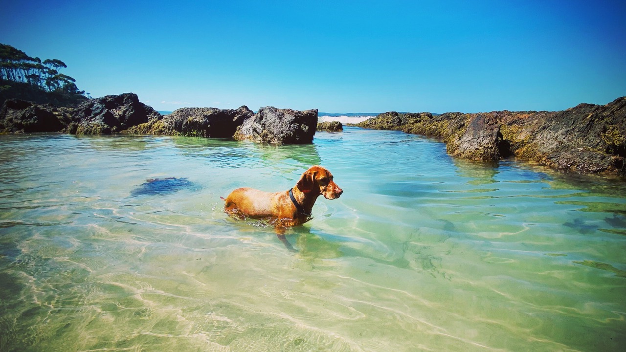 Photo of Others in Malua Bay