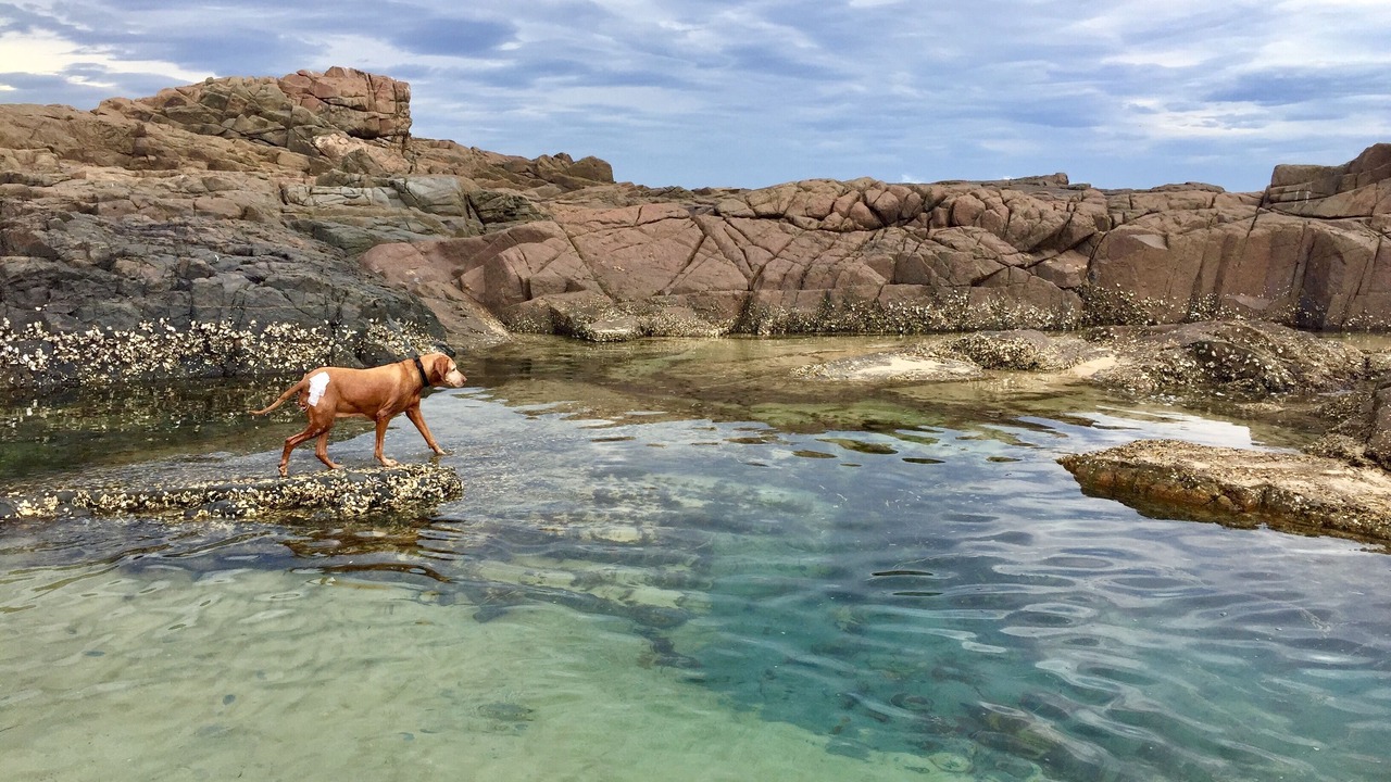 Photo of Others in Malua Bay