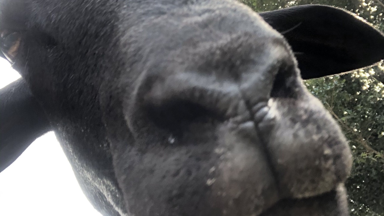 Photo of Others in Eungella