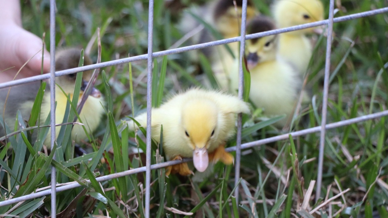 Photo of Outdoor in Eungella