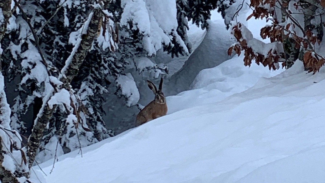 Photo of Others in Ormont-Dessus