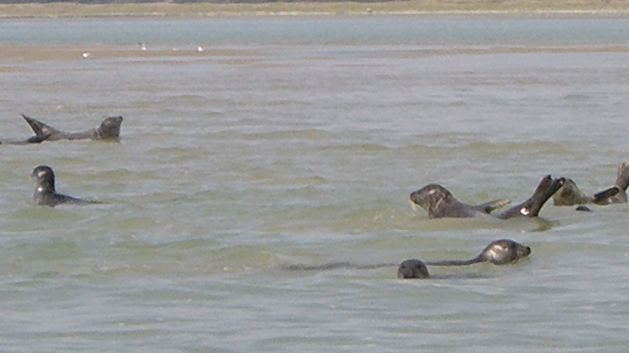 Photo of Others in Le Crotoy