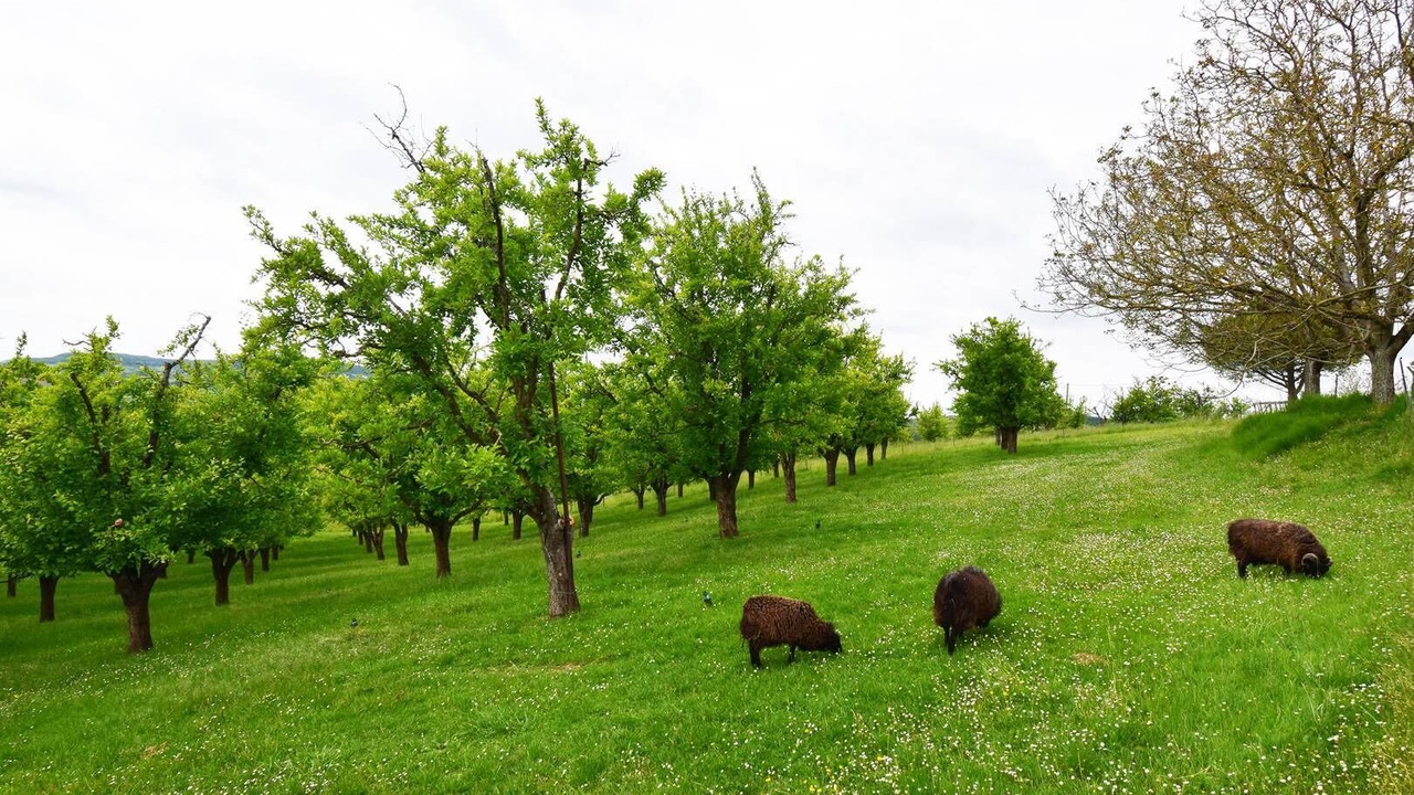 Photo of Others in Tournon-d'Agenais