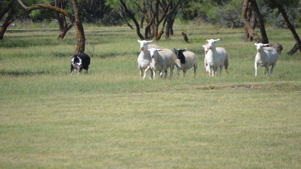 Photo of Others in Christoval