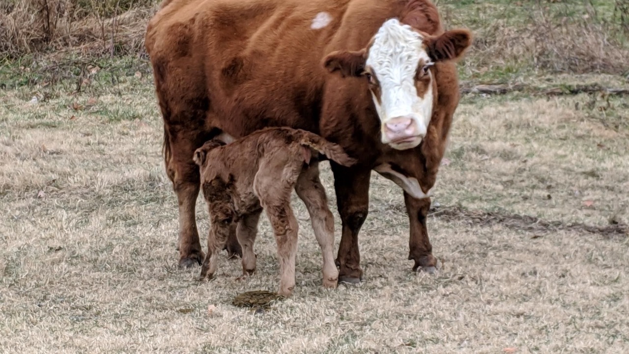 Photo of Others in Shenandoah