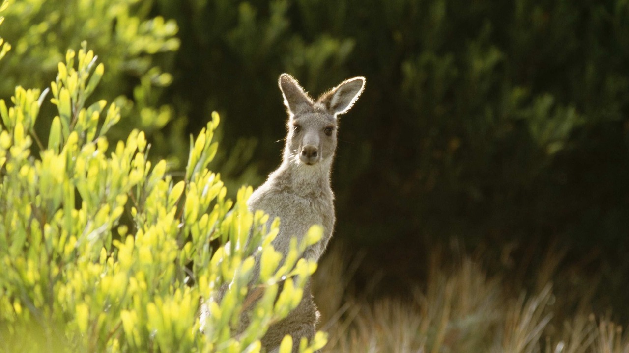 Photo of Others in Kanimbla