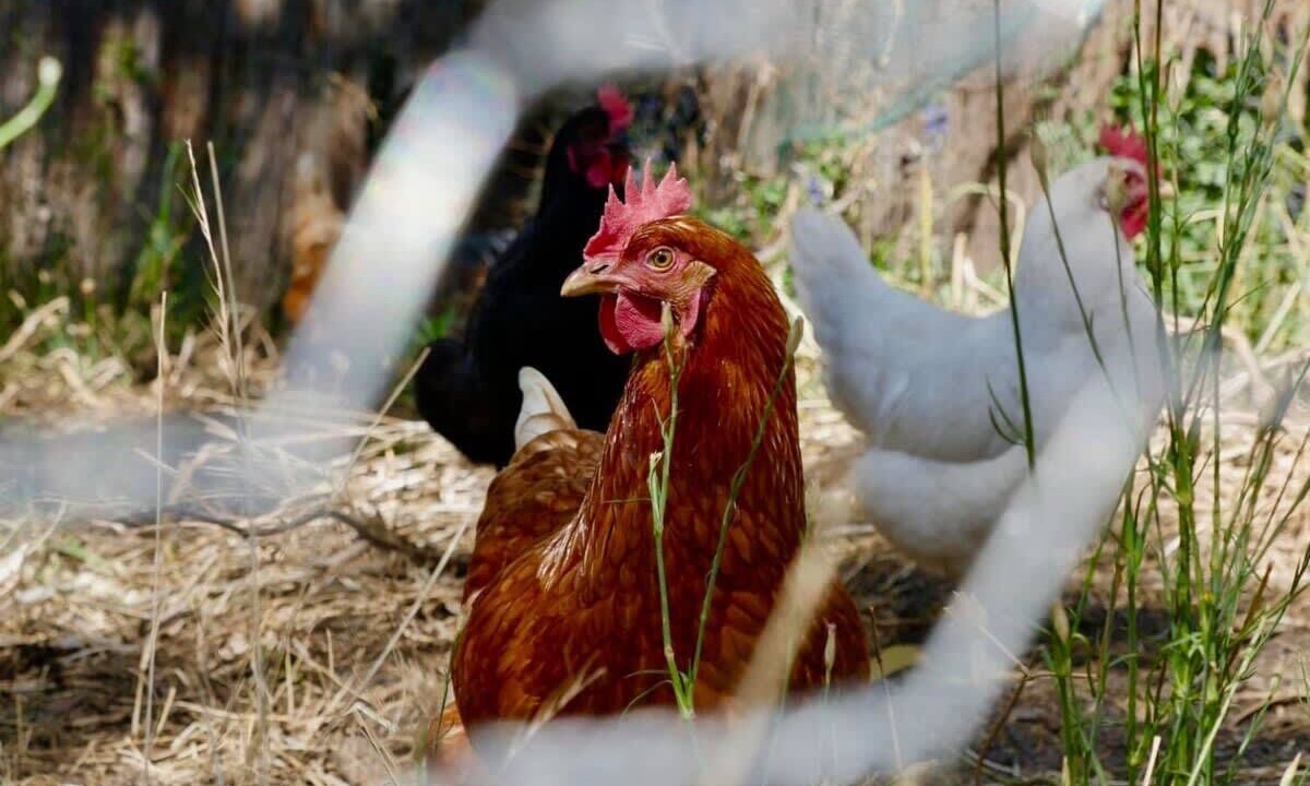 Photo of Others in Kanimbla