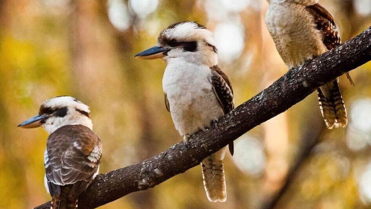 Photo of Others in Kanimbla