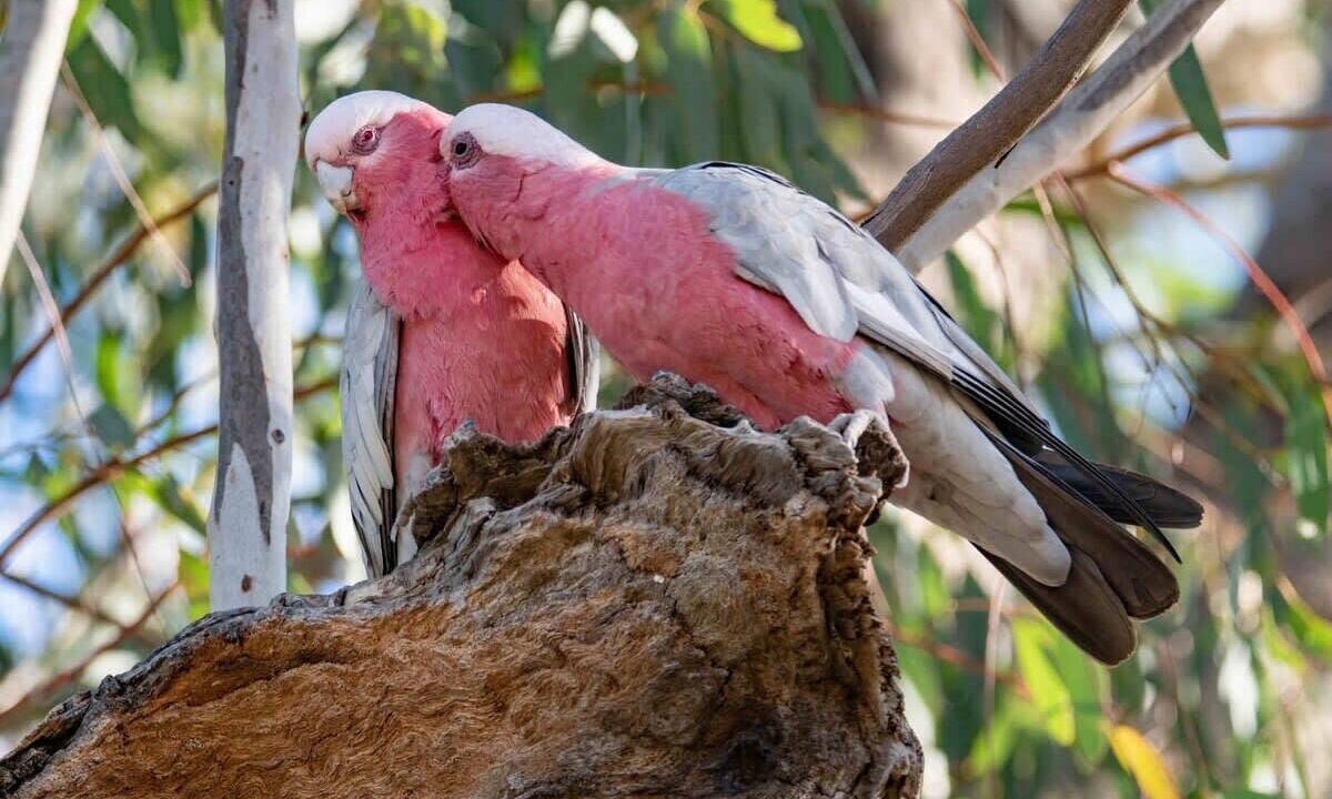 Photo of Others in Kanimbla