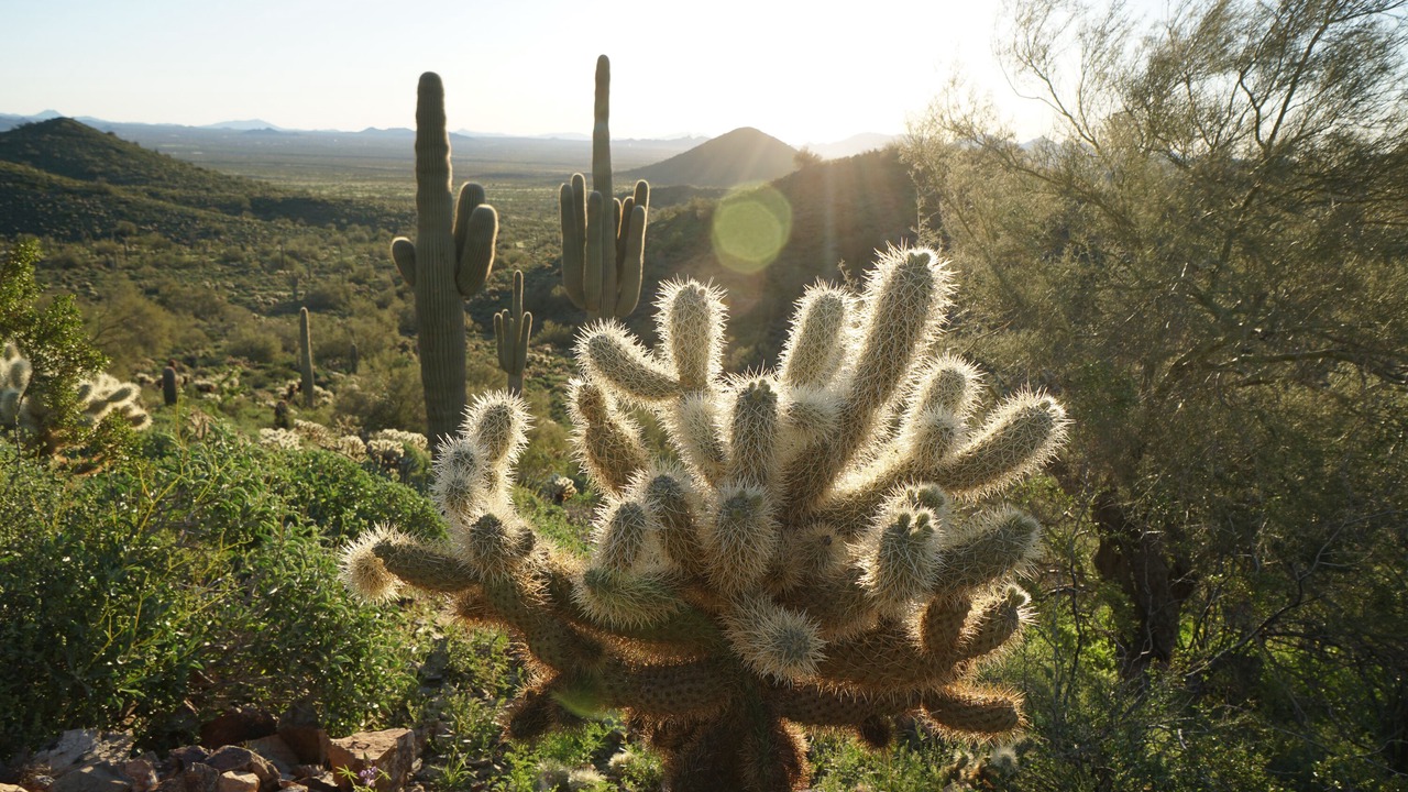 Photo of Outdoor in Sun City