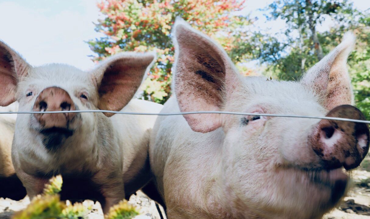 Photo of Others in Blue Hill