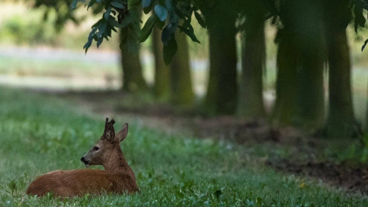 Photo of Outdoor in La Chapelle-aux-Choux