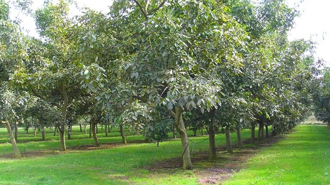 Photo of Outdoor in La Chapelle-aux-Choux
