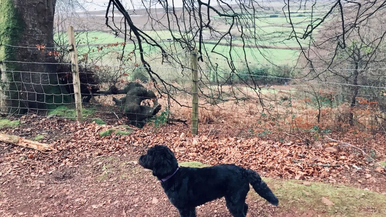 Photo of Others in Porlock